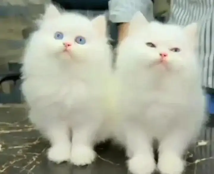 (Persian female kitten) (for sale all) (Pakistan delivery available) — photo 2