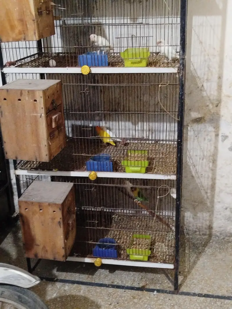 pinjra b sale krna h — photo 2