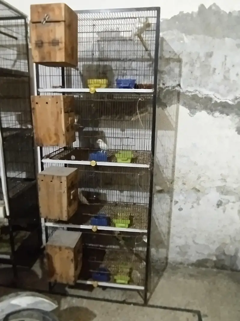 pinjra b sale krna h — photo 3
