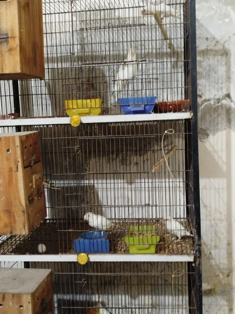 pinjra b sale krna h — photo 4