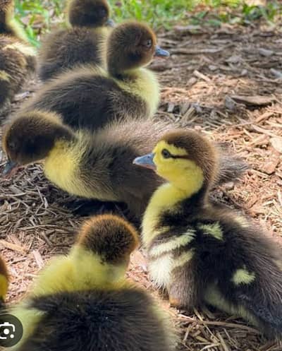 Muscovy mother with 3 black chicks ducks urgent sale