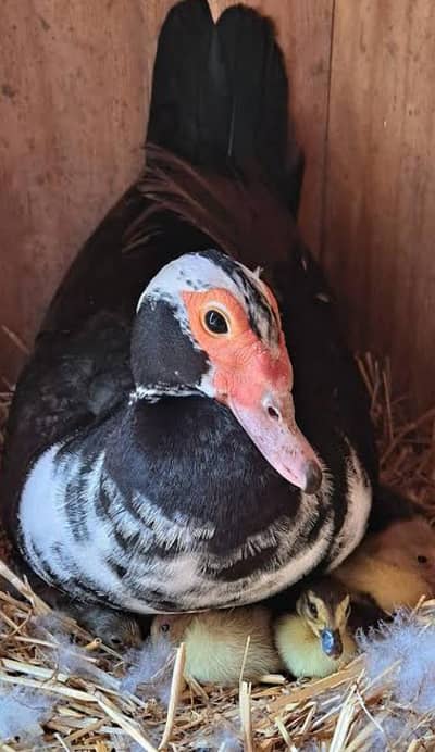 Muscovy mother with 3 black chicks ducks urgent sale