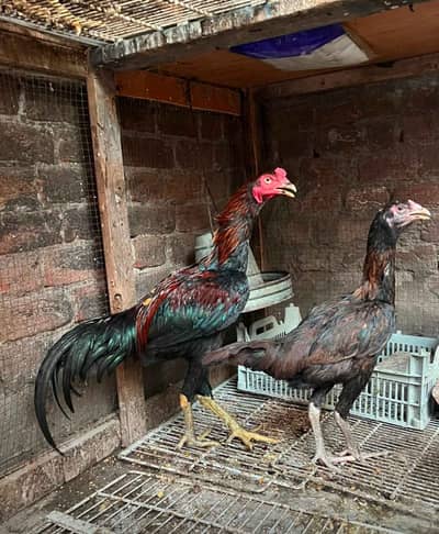Pure Thai Aseel Pair Ready To Breed