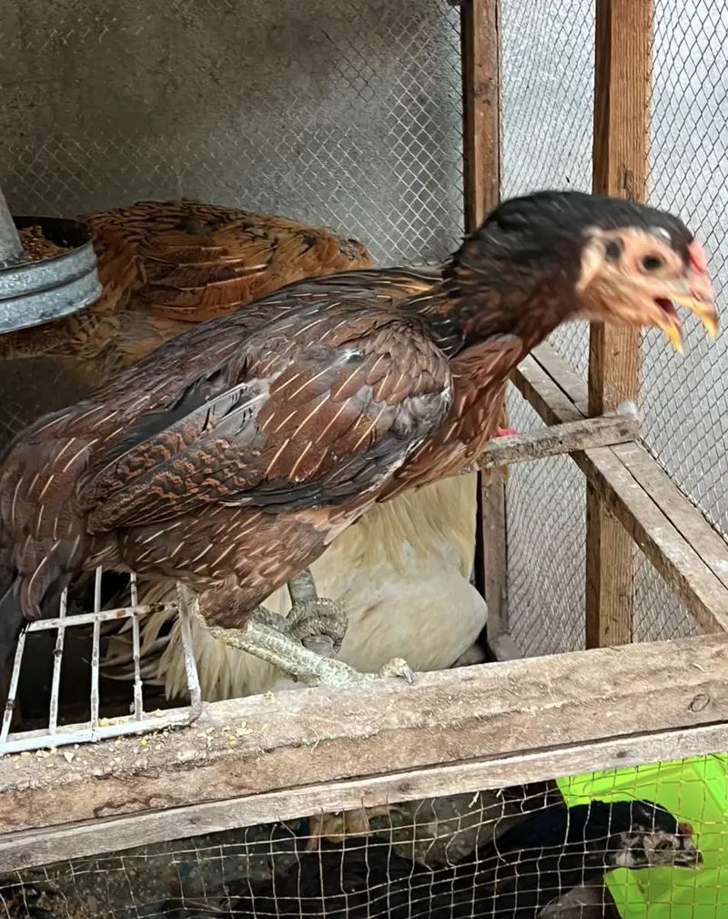 Pure Thai Aseel Pair Ready To Breed — photo 2