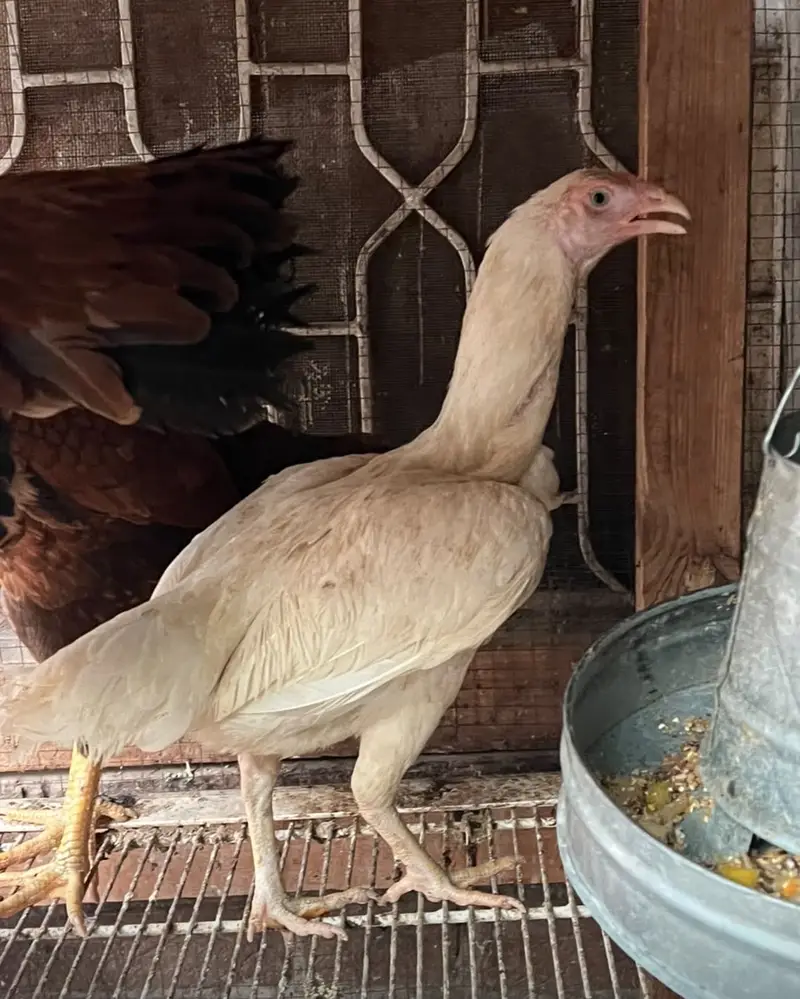 Pure Thai Aseel Pair Ready To Breed — photo 3