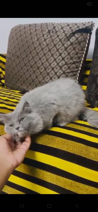 Persian kitten 3 months old