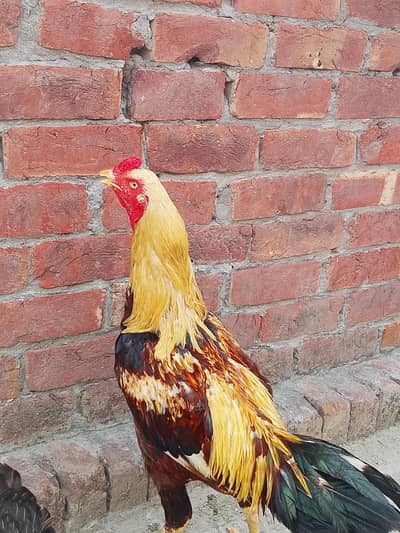 Pure Aseel Rooster for Sale