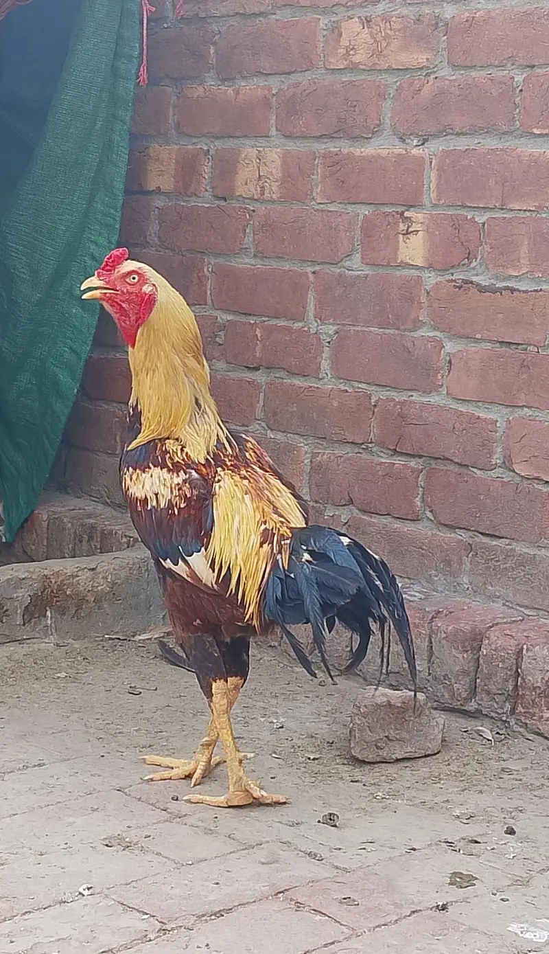Pure Aseel Rooster for Sale — photo 2