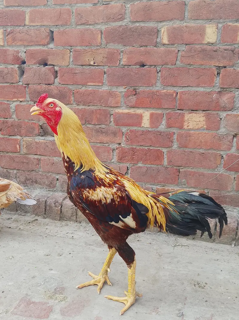Pure Aseel Rooster for Sale — photo 3