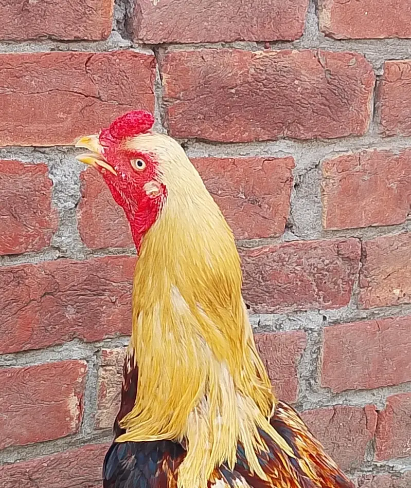 Pure Aseel Rooster for Sale — photo 4