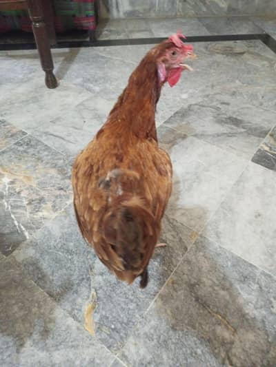 Desi murgh jora