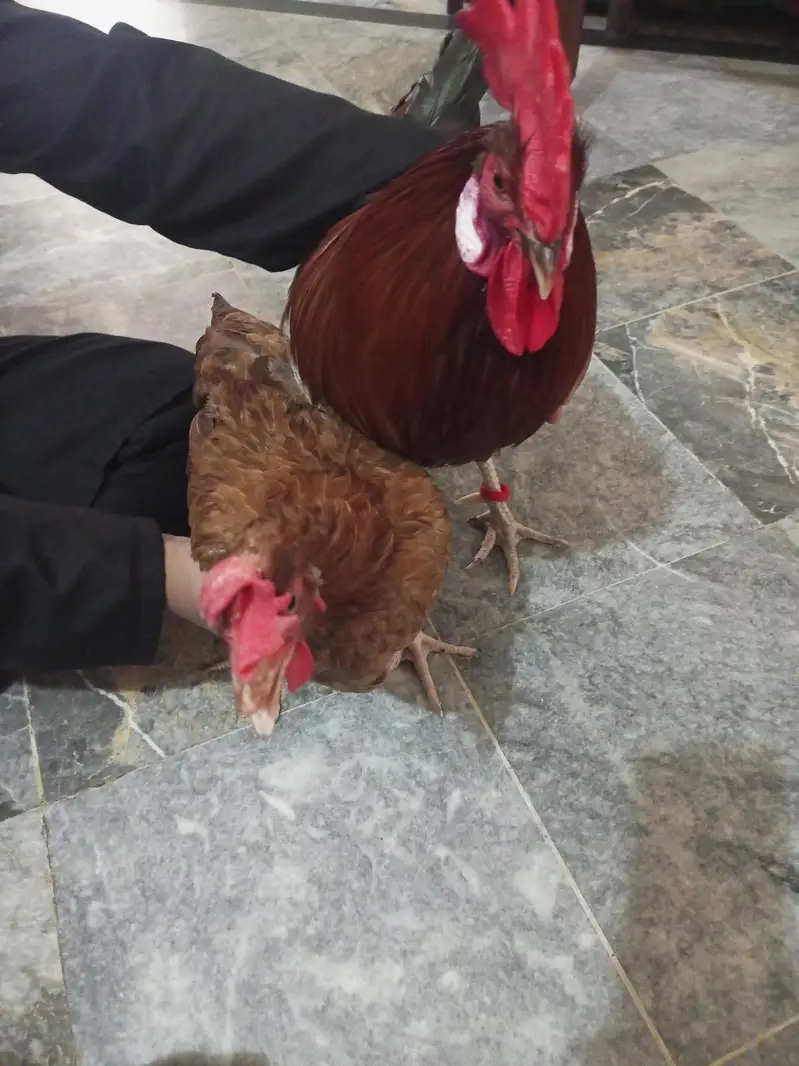 Desi murgh jora — photo 2