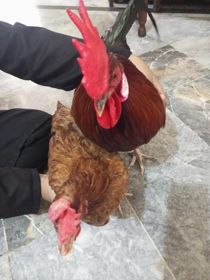 Desi murgh jora — photo 3