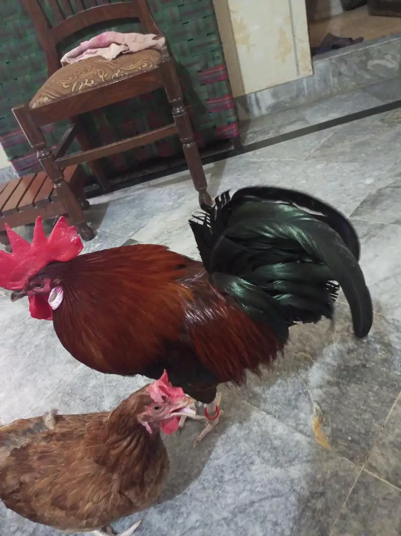 Desi murgh jora — photo 4