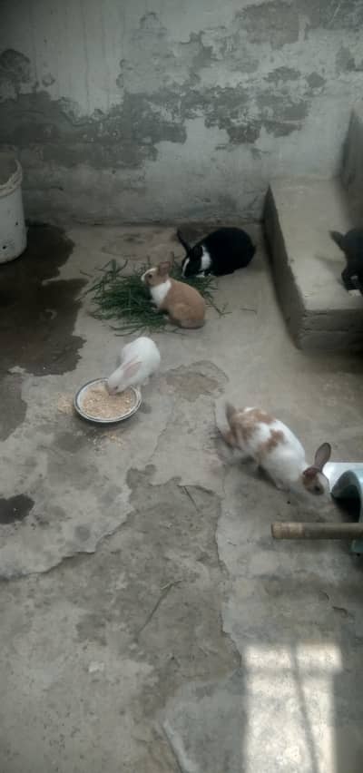 03 rabbits white and mix colour
