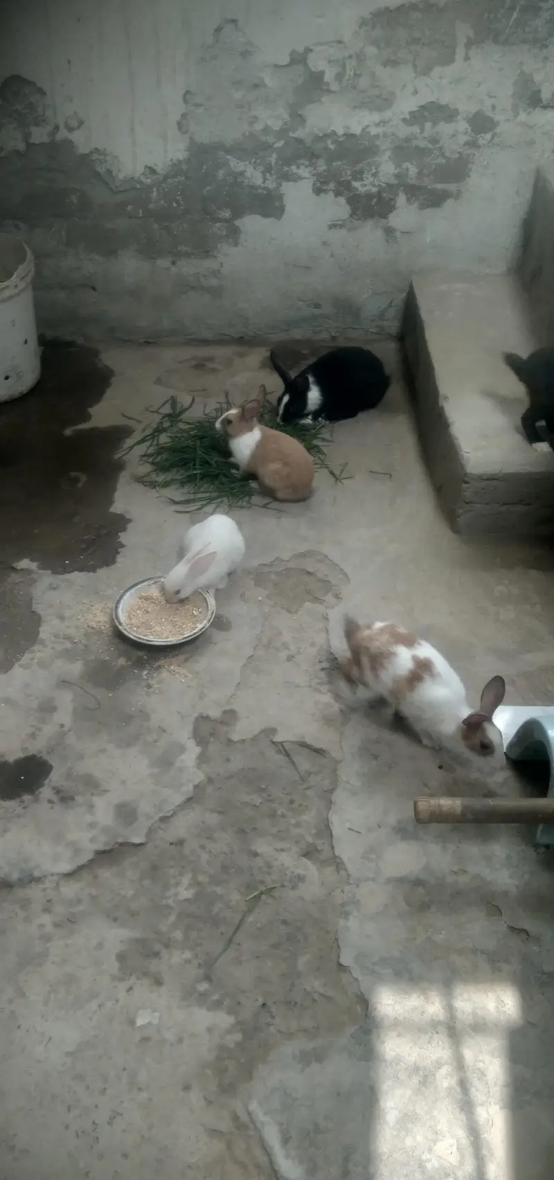 03 rabbits white and mix colour