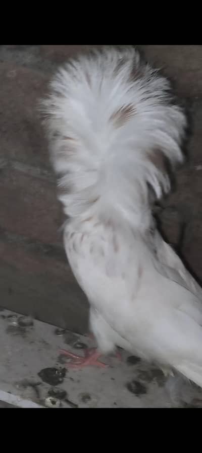 Jacobin chix pair low price high Quality and King  jumbo size