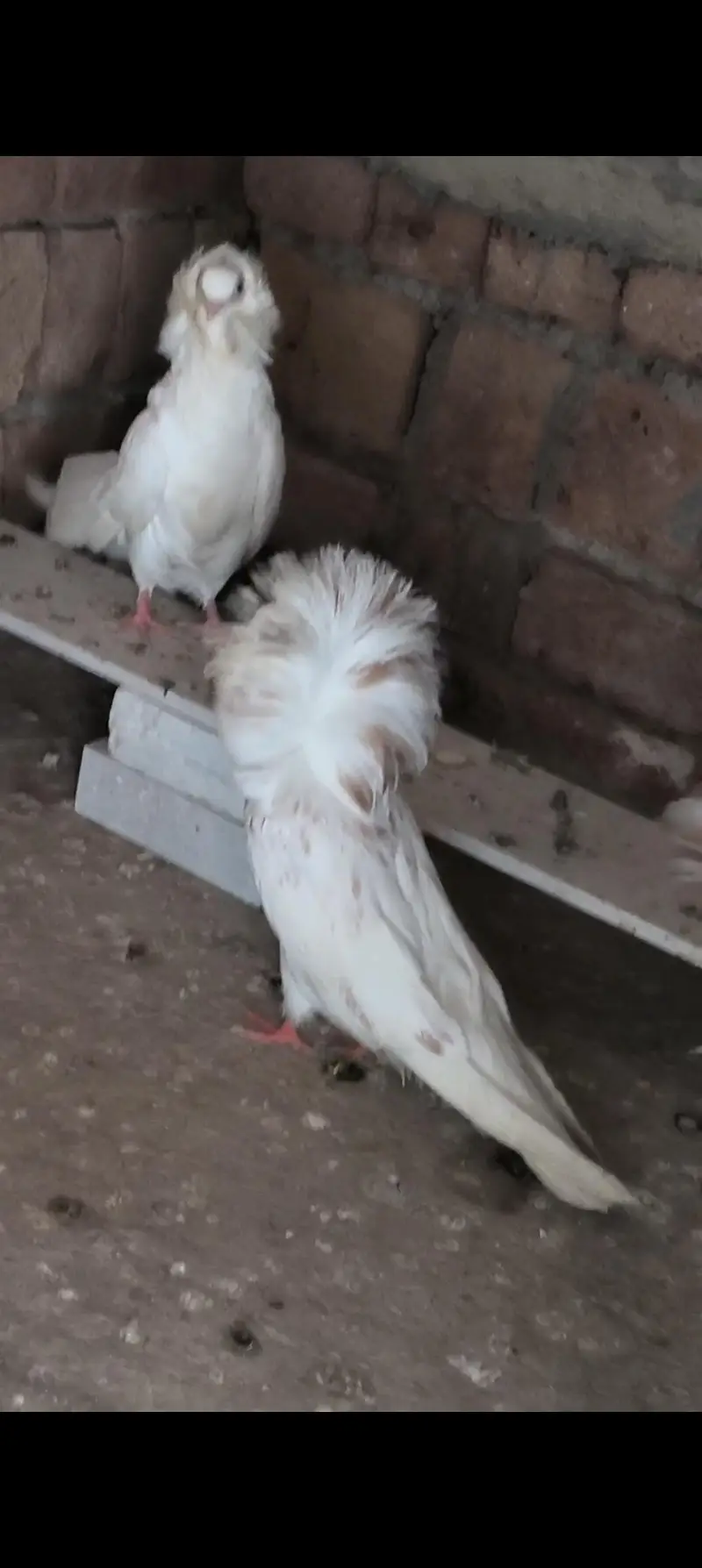 Jacobin chix pair low price high Quality and King  jumbo size — photo 2