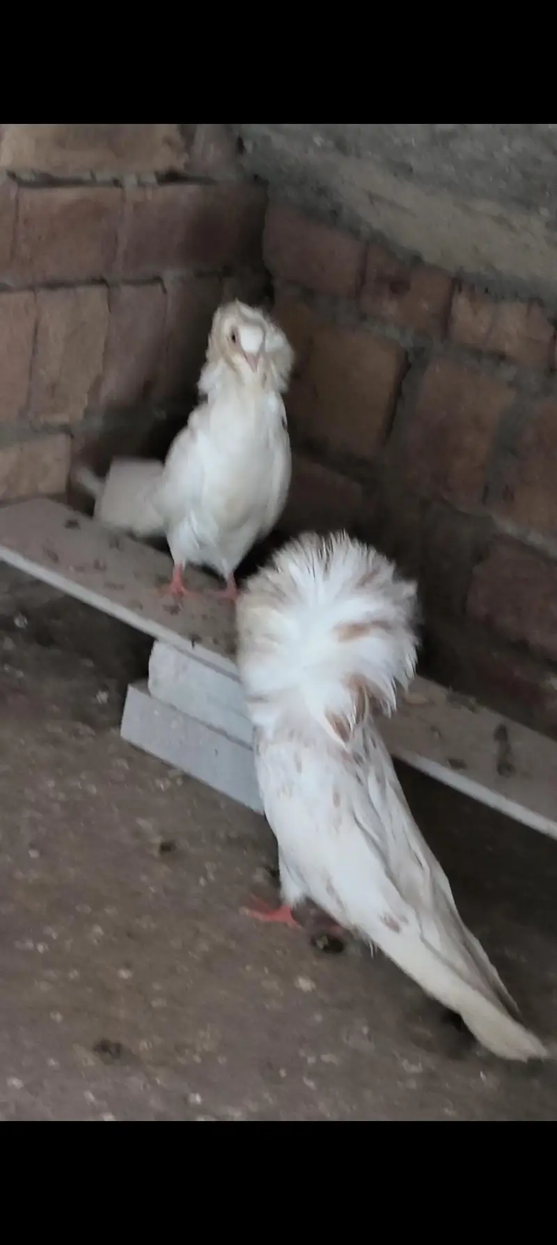 Jacobin chix pair low price high Quality and King  jumbo size — photo 4