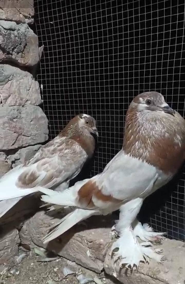 Pouter pair 0