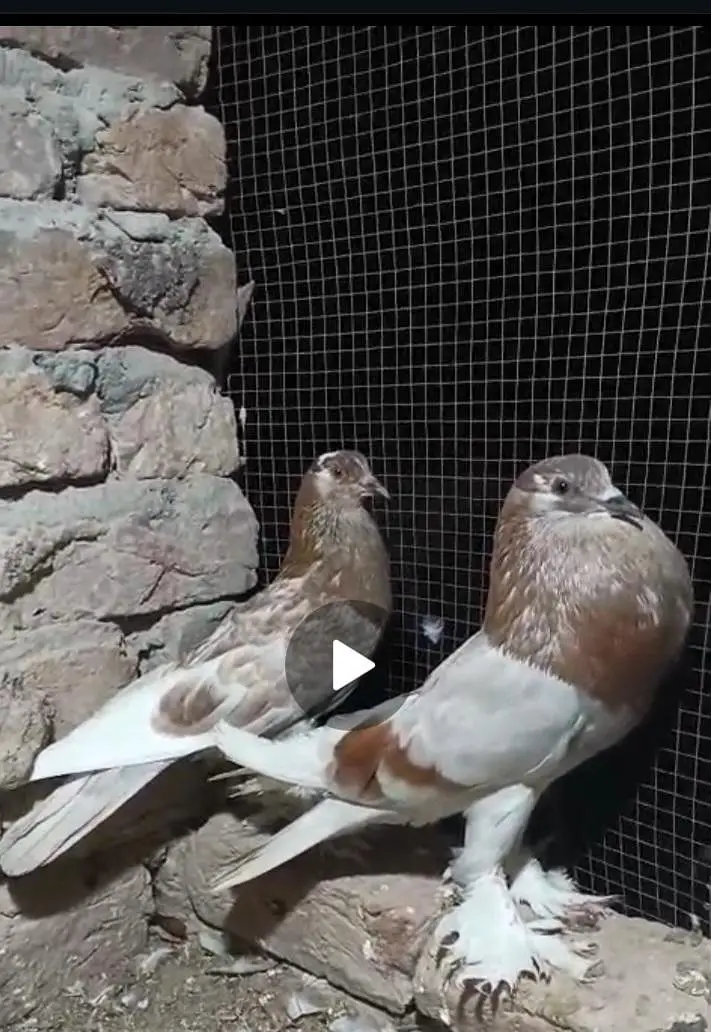 Pouter pair — photo 2