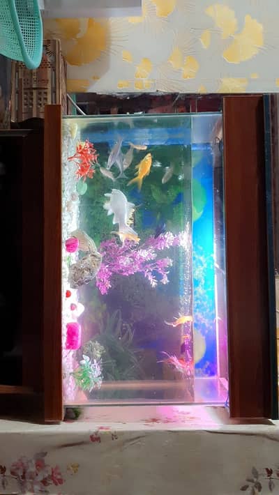 Fish Aquarium with fishes And Table For Sale