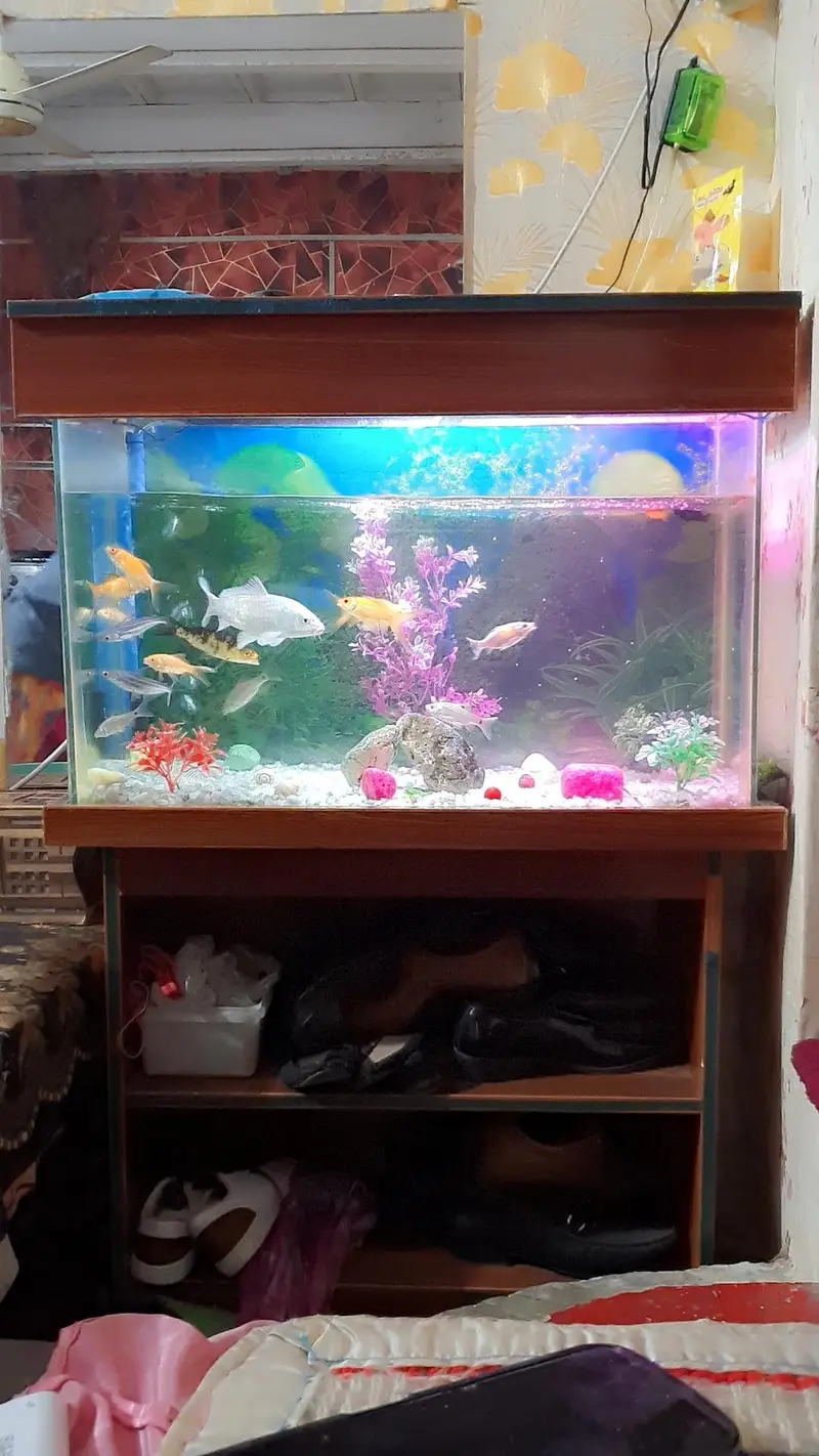 Fish Aquarium with fishes And Table For Sale — photo 3