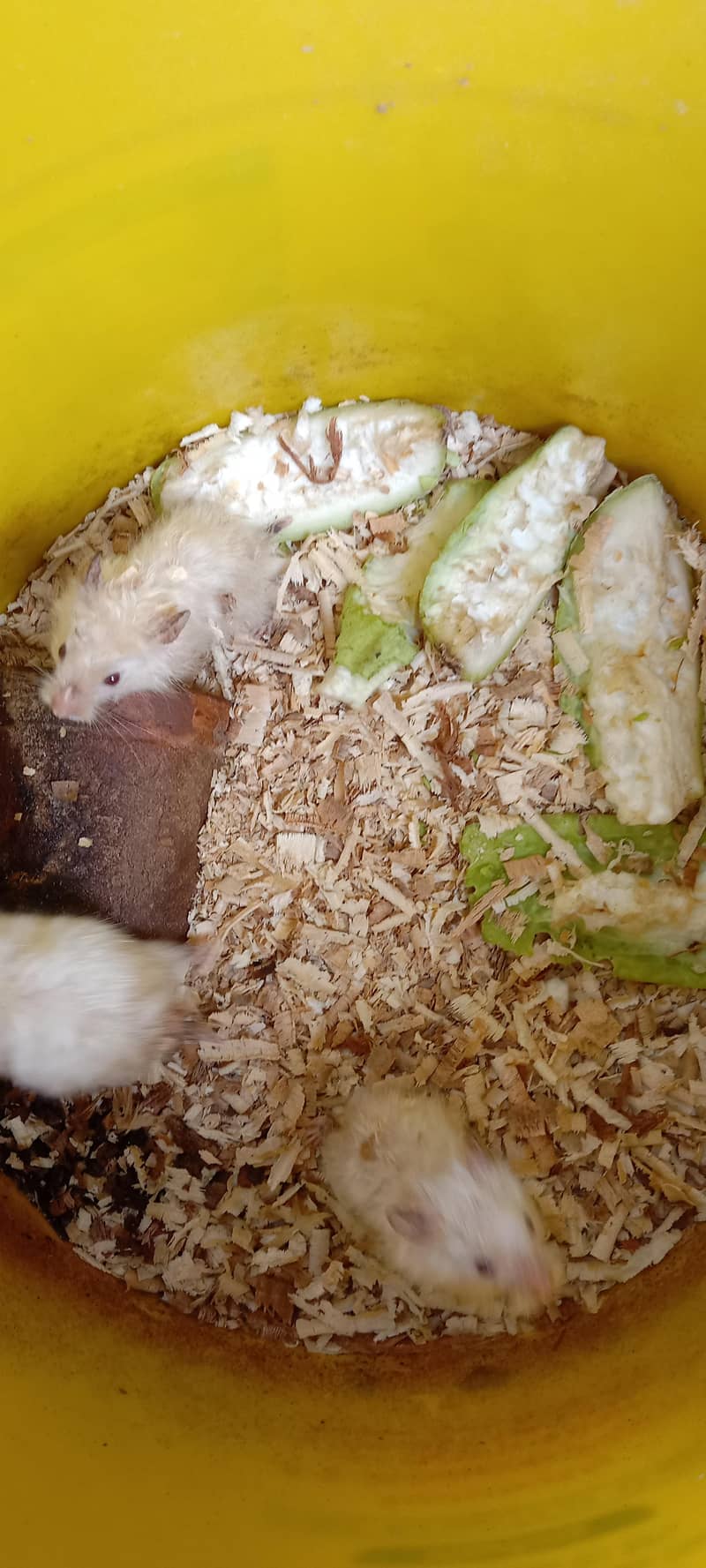 Hamesters & Turtles 0