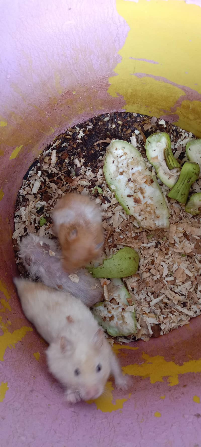 Hamesters & Turtles 1
