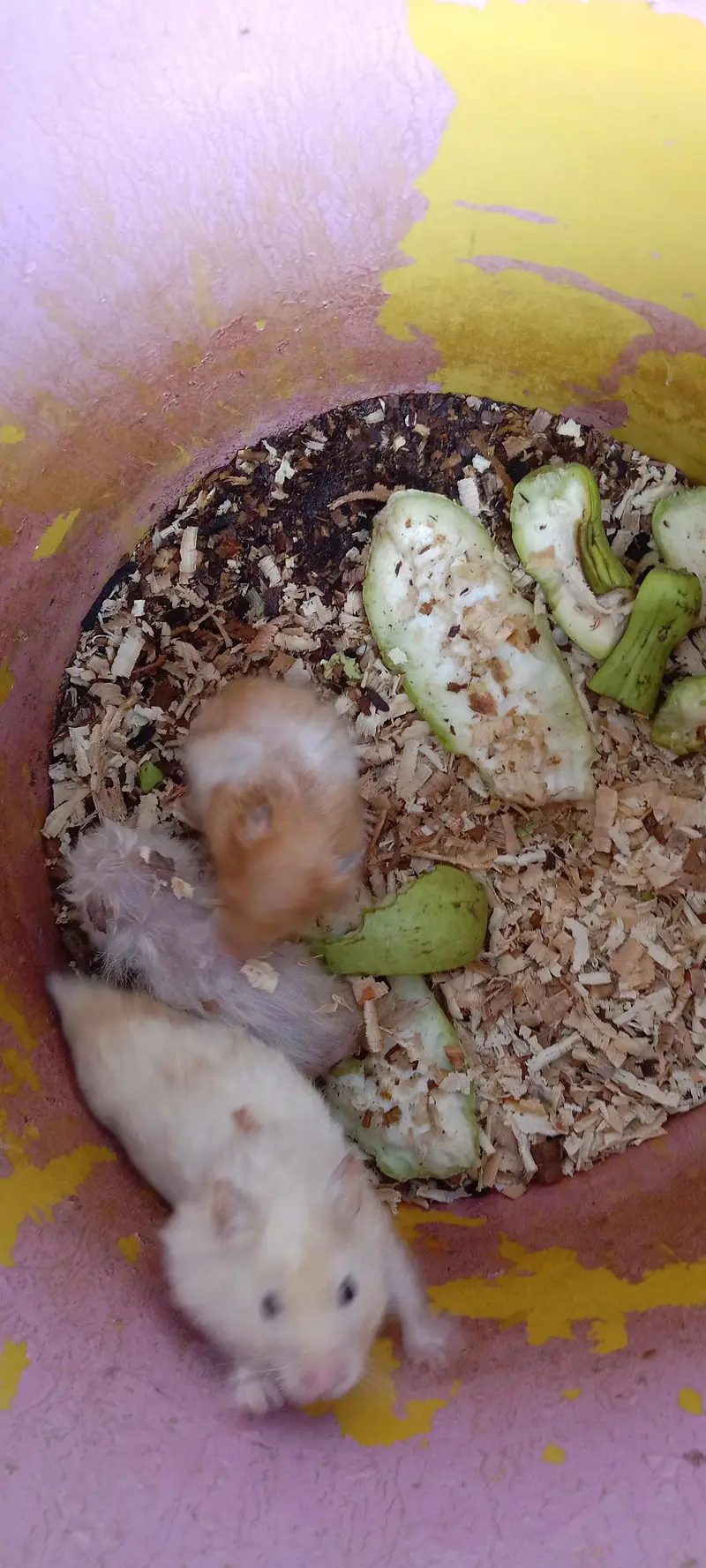 Hamesters & Turtles — photo 2