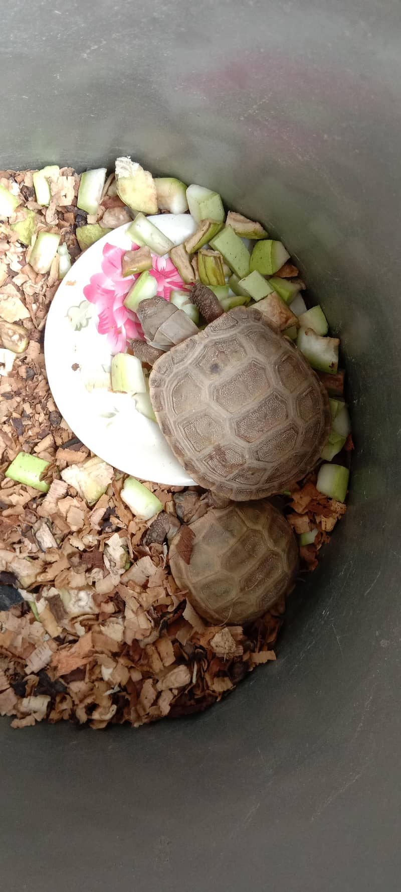 Hamesters & Turtles 2