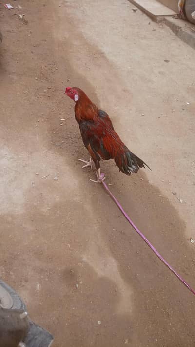 Long height Aseel Murgha for sell