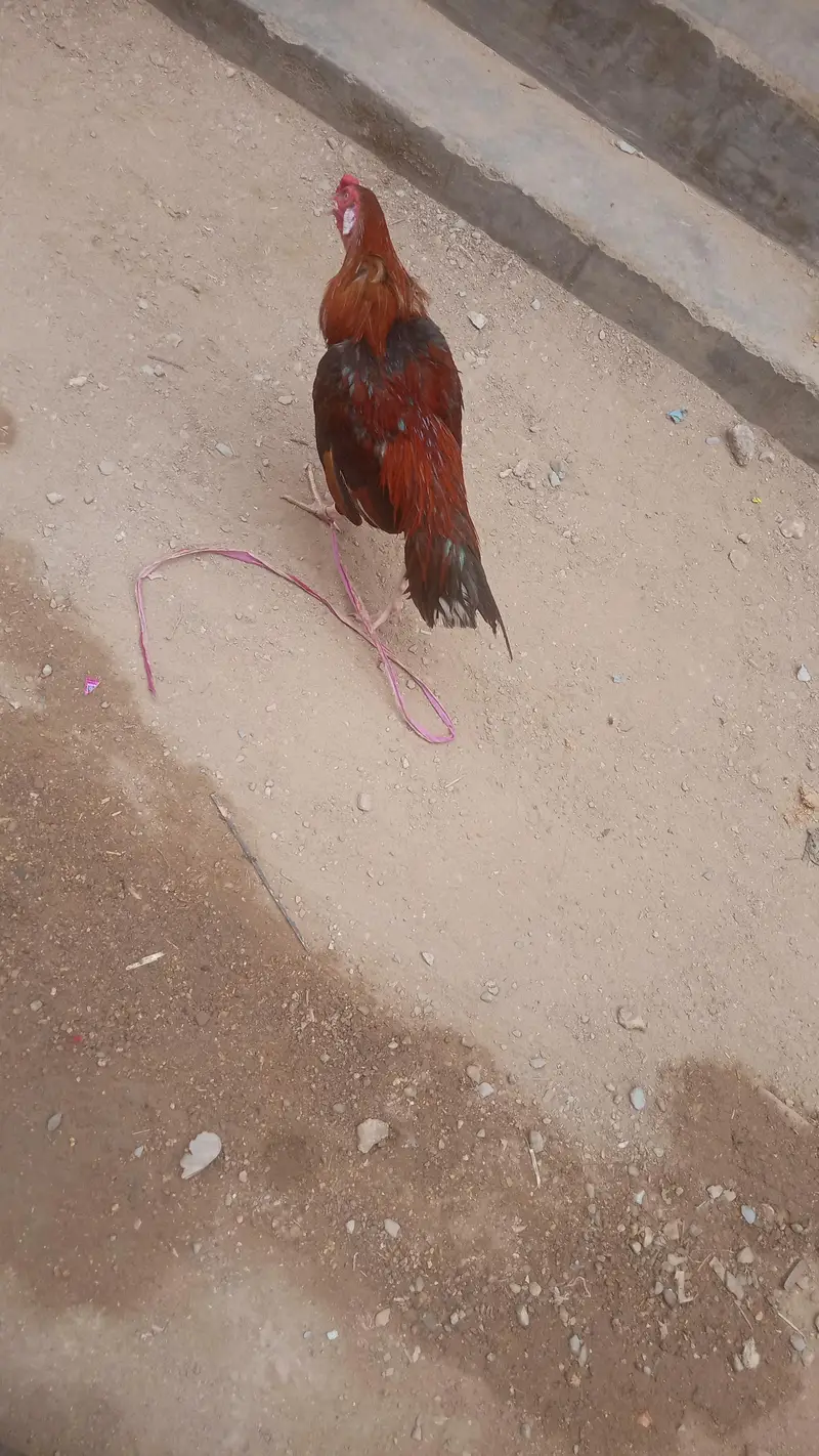 Long height Aseel Murgha for sell — photo 2