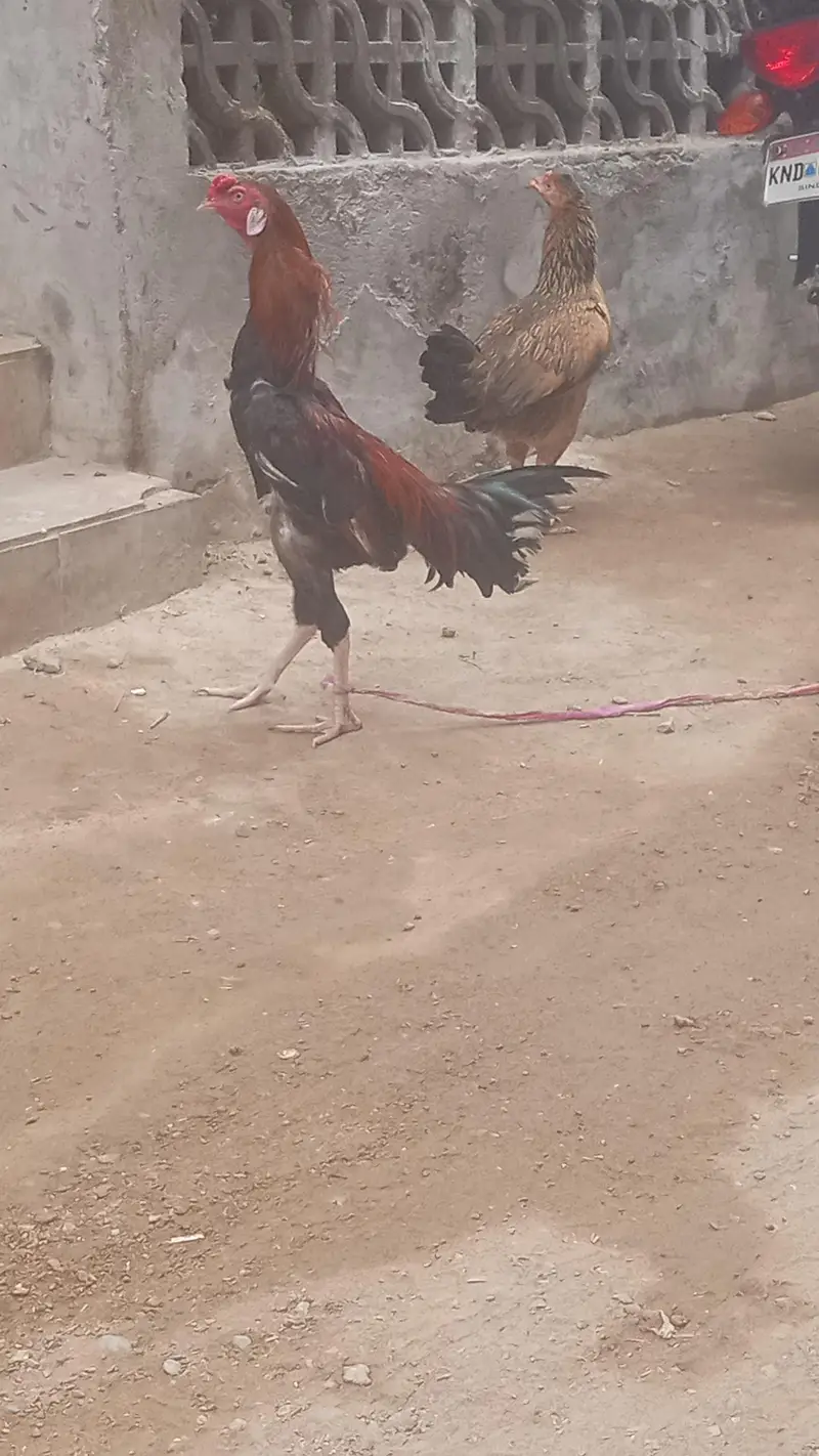 Long height Aseel Murgha for sell — photo 3