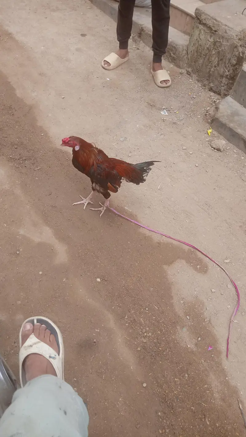 Long height Aseel Murgha for sell — photo 5