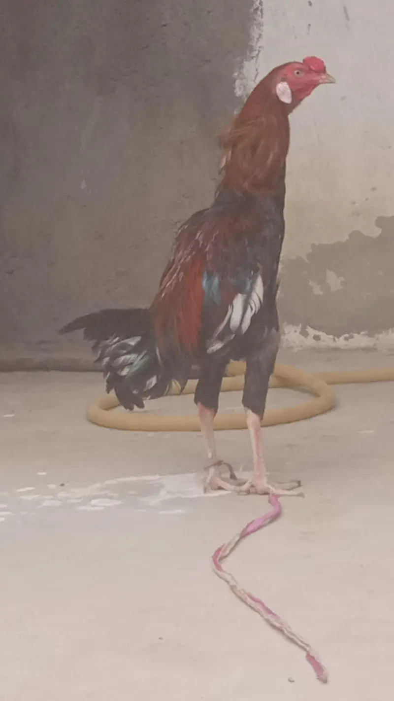 Long height Aseel Murgha for sell — photo 7