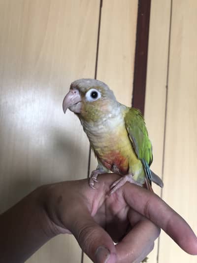 Pineapple conure