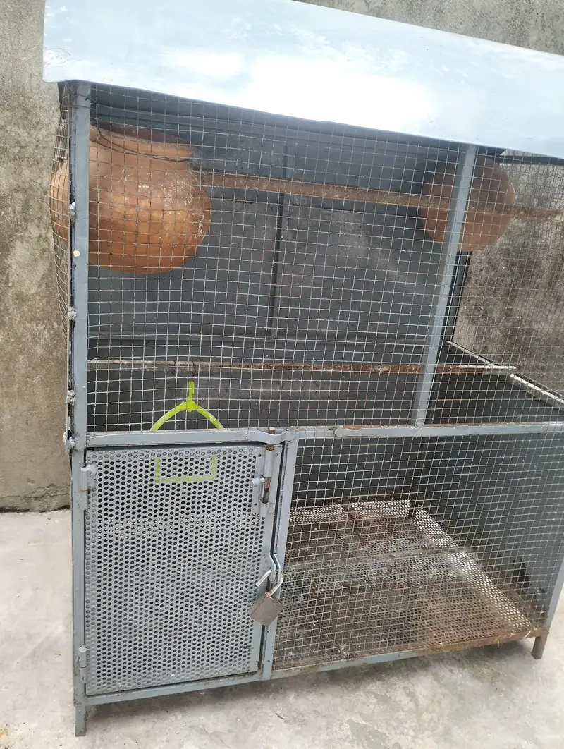 Birds Cage — photo 2