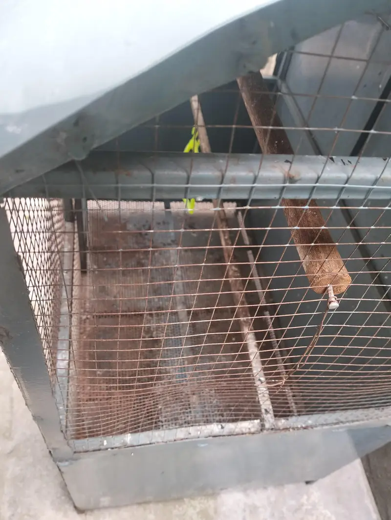 Birds Cage — photo 7