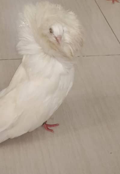 Jacobin pigeons imported bloodline 5 pcs