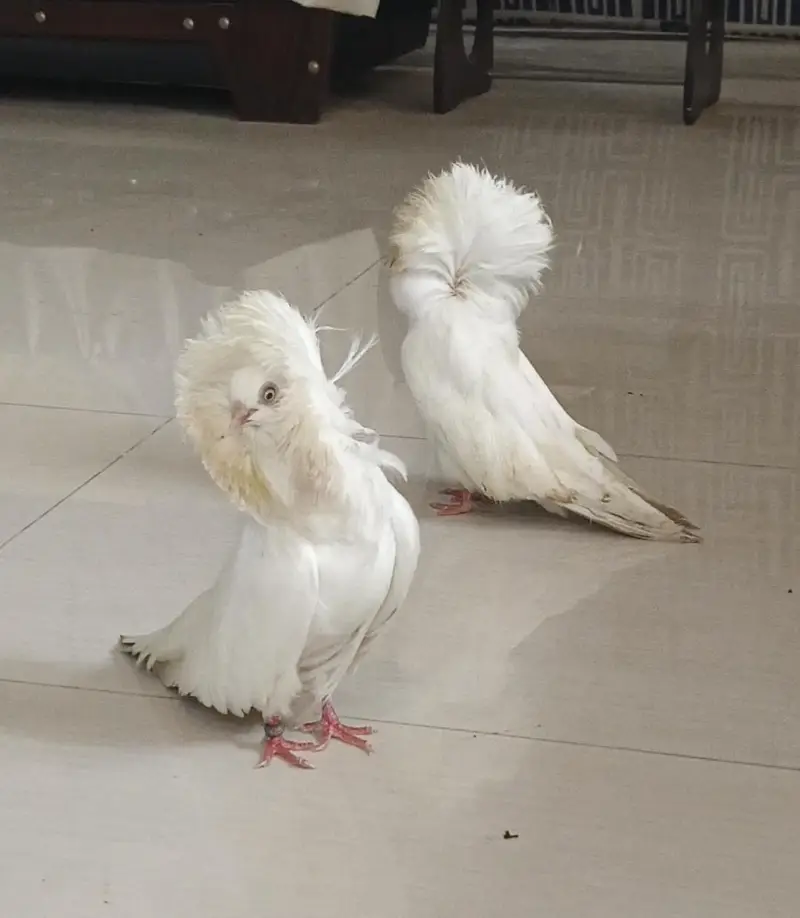 Jacobin pigeons imported bloodline 5 pcs — photo 2