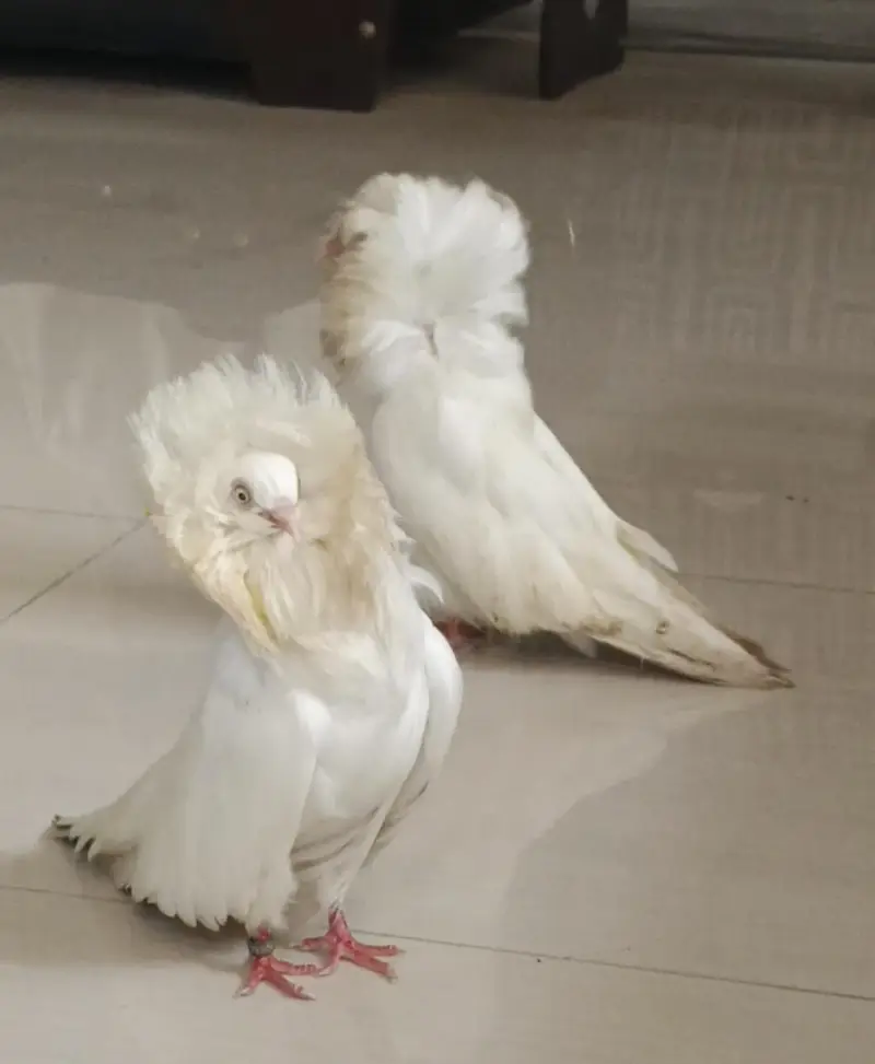 Jacobin pigeons imported bloodline 5 pcs — photo 3
