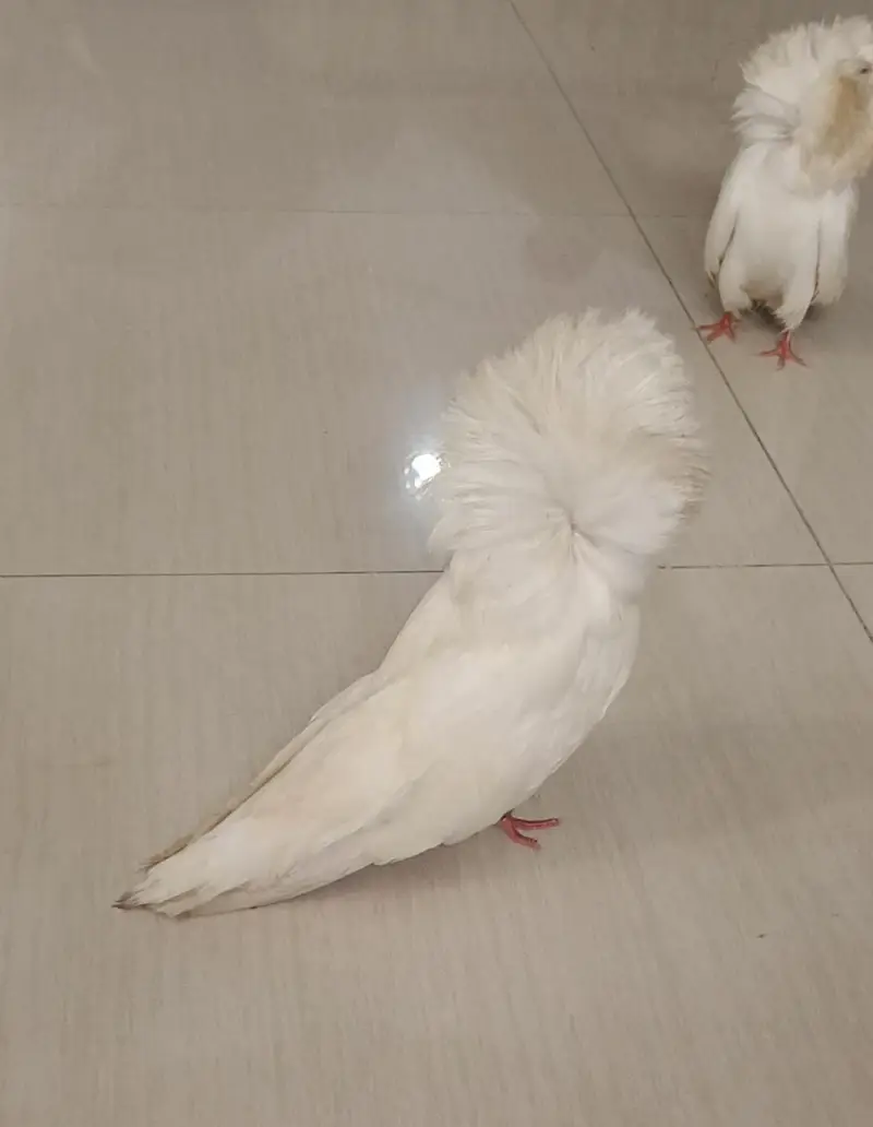 Jacobin pigeons imported bloodline 5 pcs — photo 4