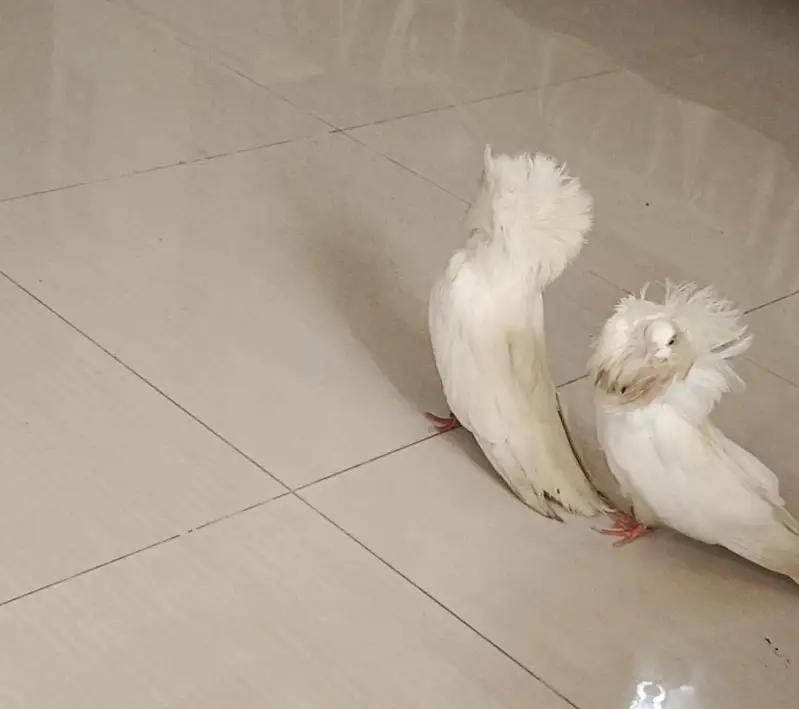 Jacobin pigeons imported bloodline 5 pcs — photo 7