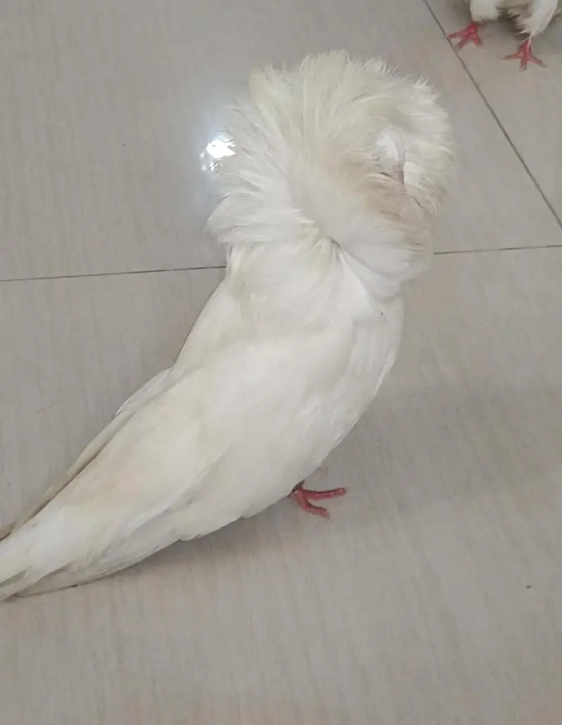 Jacobin pigeons imported bloodline 5 pcs — photo 8