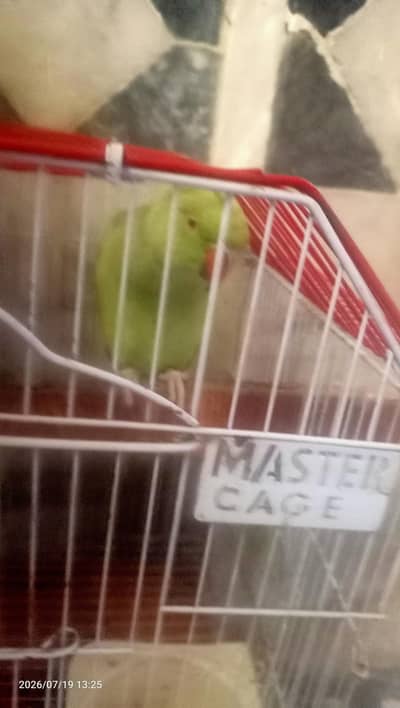 green parot