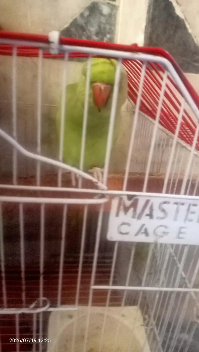 green parot — photo 2