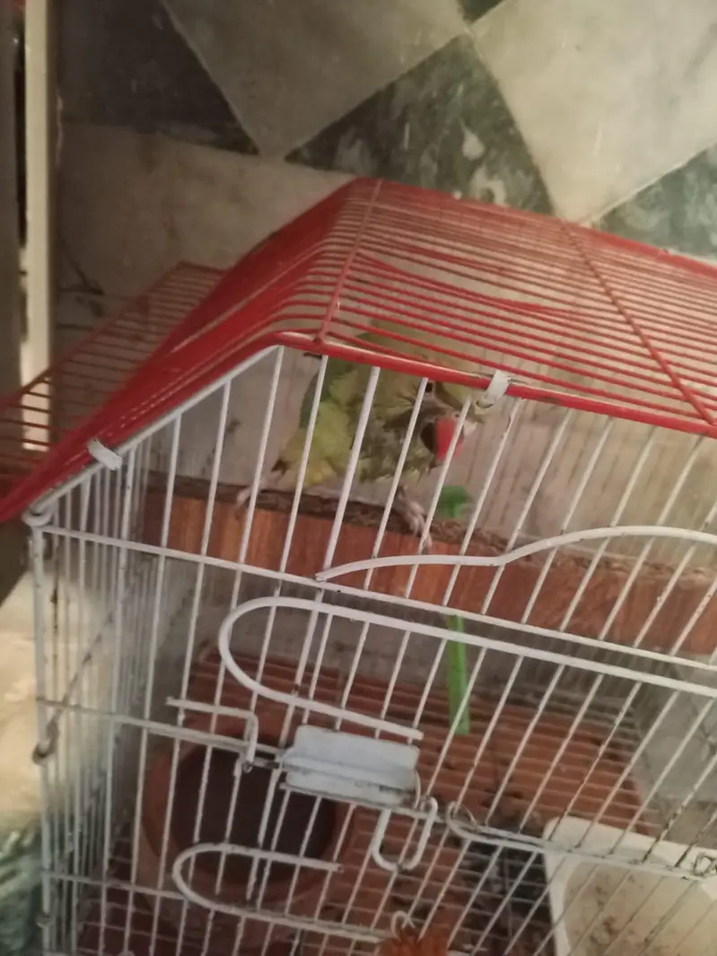 green parot — photo 3