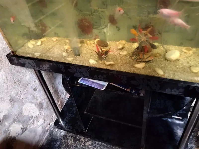 fish aquarium — photo 2