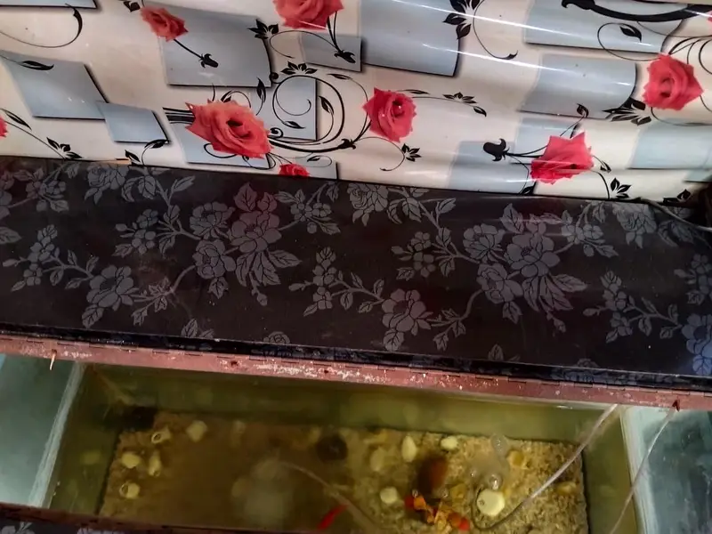 fish aquarium — photo 5